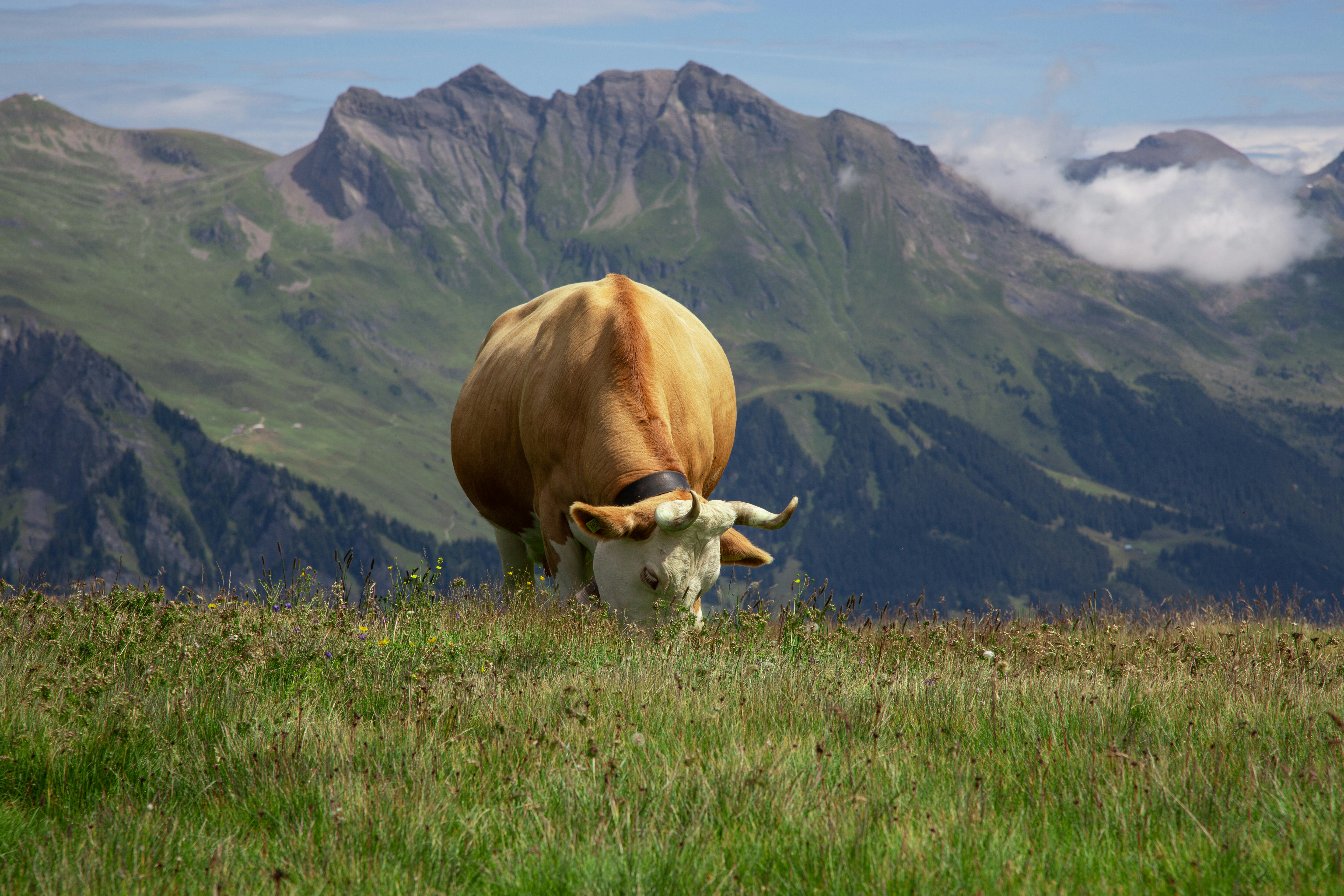 Grindelwald