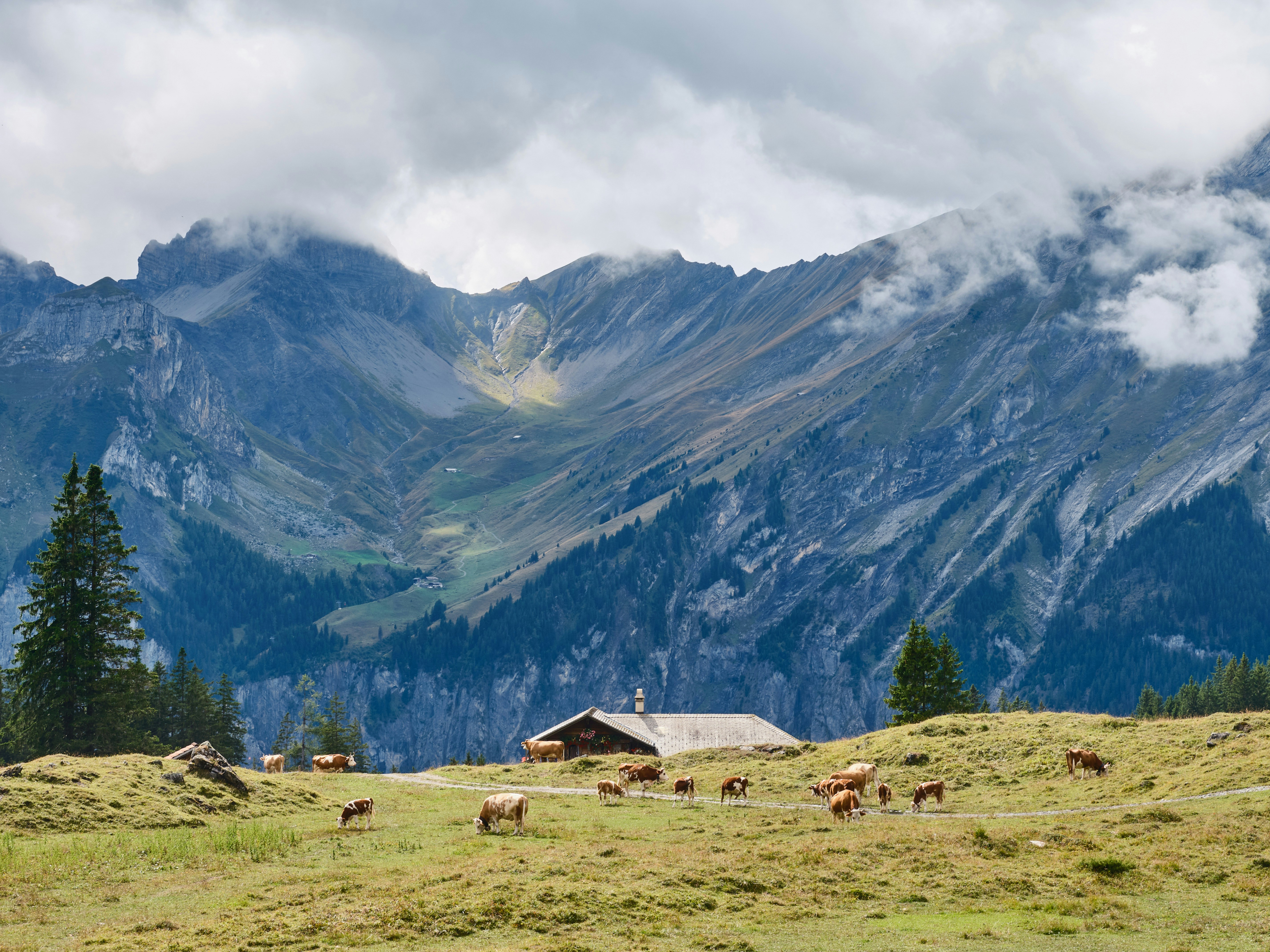 Frutigen Alpine Meadows